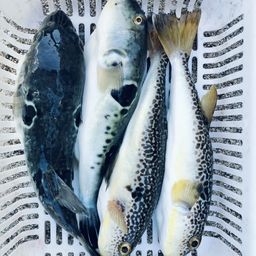 ショウサイフグ