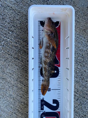 アイナメの釣果