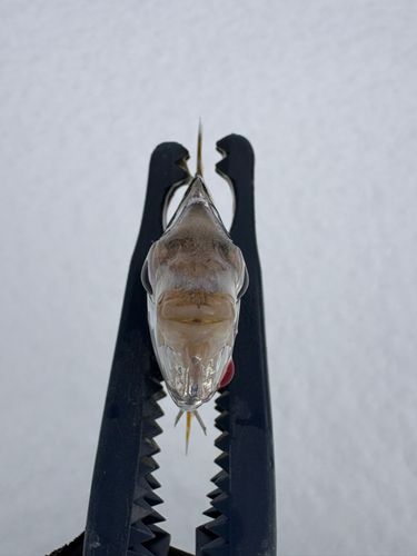 ヒイラギの釣果