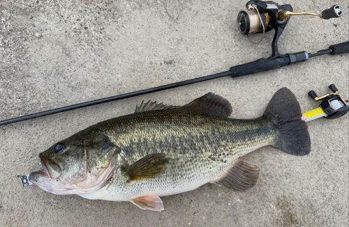 ブラックバスの釣果