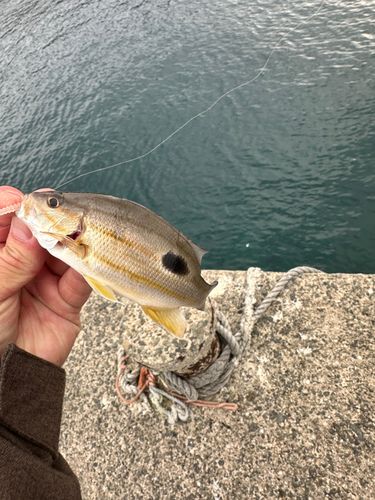 クロホシフエダイの釣果