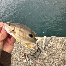 クロホシフエダイ