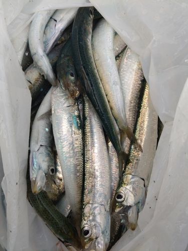 イワシの釣果