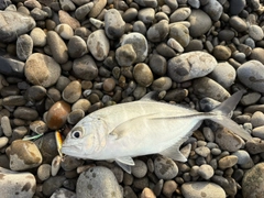 ギンガメアジの釣果