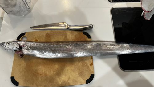 タチウオの釣果