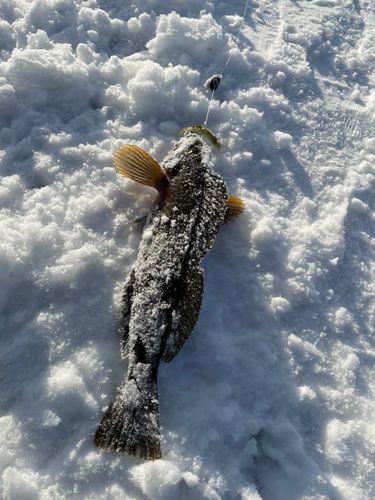 アイナメの釣果