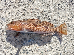 アイナメの釣果