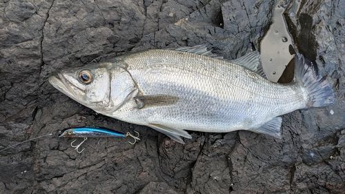 ヒラスズキの釣果