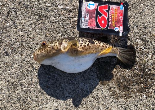 アカメフグの釣果