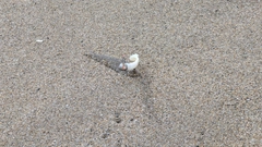 シタビラメの釣果