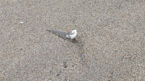 シタビラメの釣果