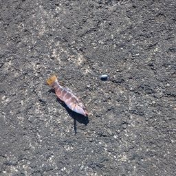 アカササノハベラ