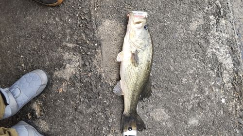 知多半島野池群