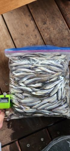 ワカサギの釣果