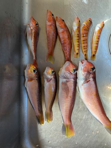 アマダイの釣果