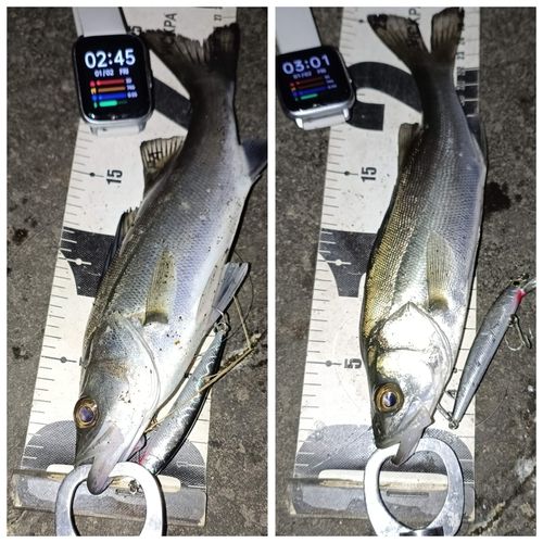 セイゴ（マルスズキ）の釣果