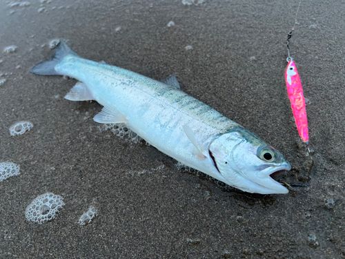 スチールヘッドの釣果