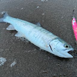 スチールヘッド