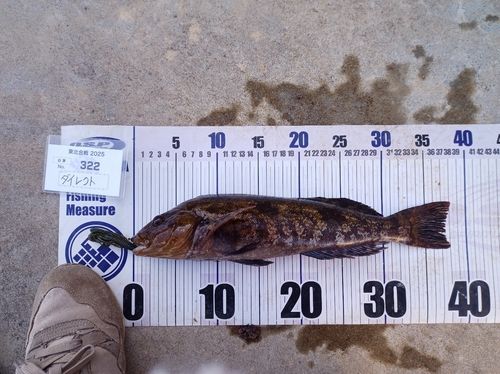 アイナメの釣果