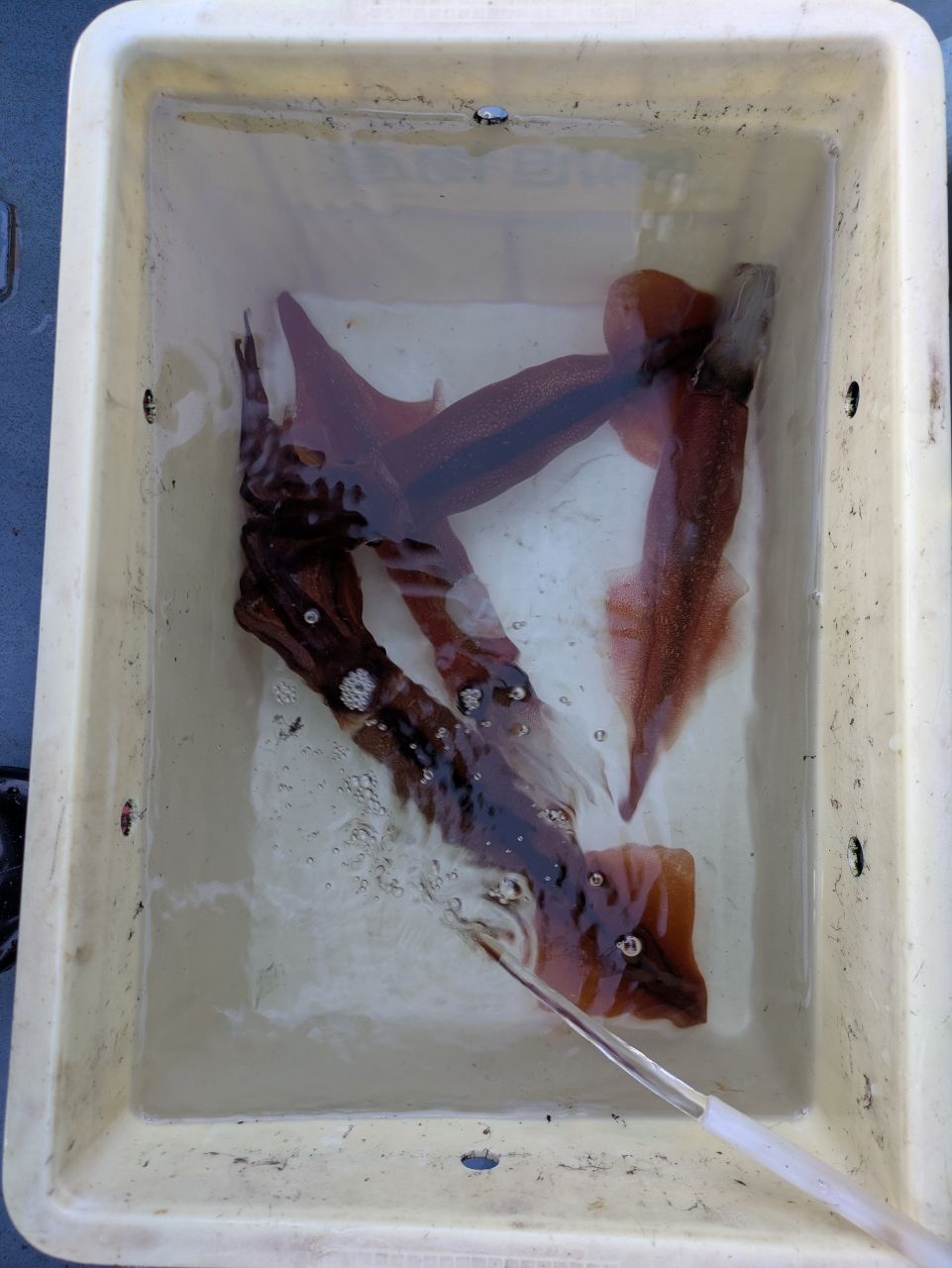 しおタンさんの釣果 2枚目の画像