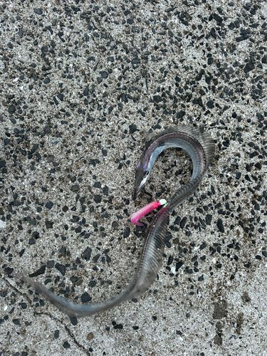 タチウオの釣果