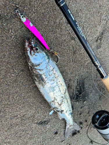 サクラマスの釣果