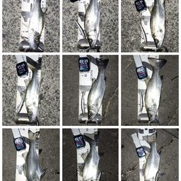 セイゴ（ヒラスズキ）