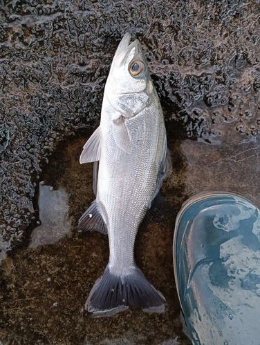 セイゴ（タイリクスズキ）の釣果