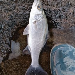 セイゴ（タイリクスズキ）