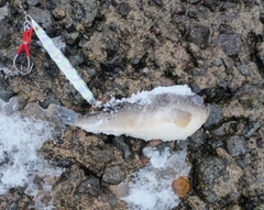 フグの釣果