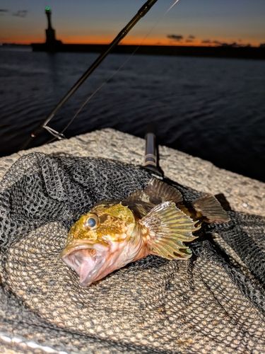カサゴの釣果