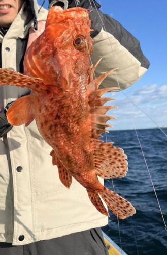 オニカサゴの釣果