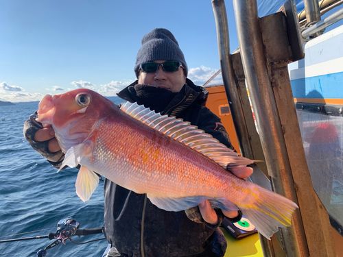 アマダイの釣果