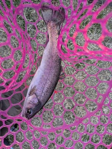 ニジマスの釣果