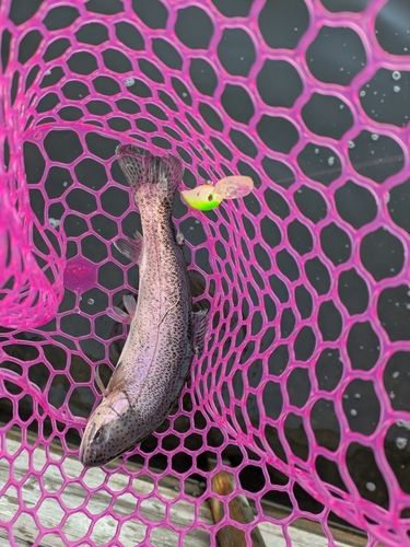 ニジマスの釣果