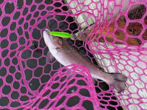 ニジマスの釣果