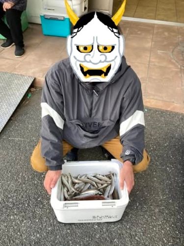 シロギスの釣果