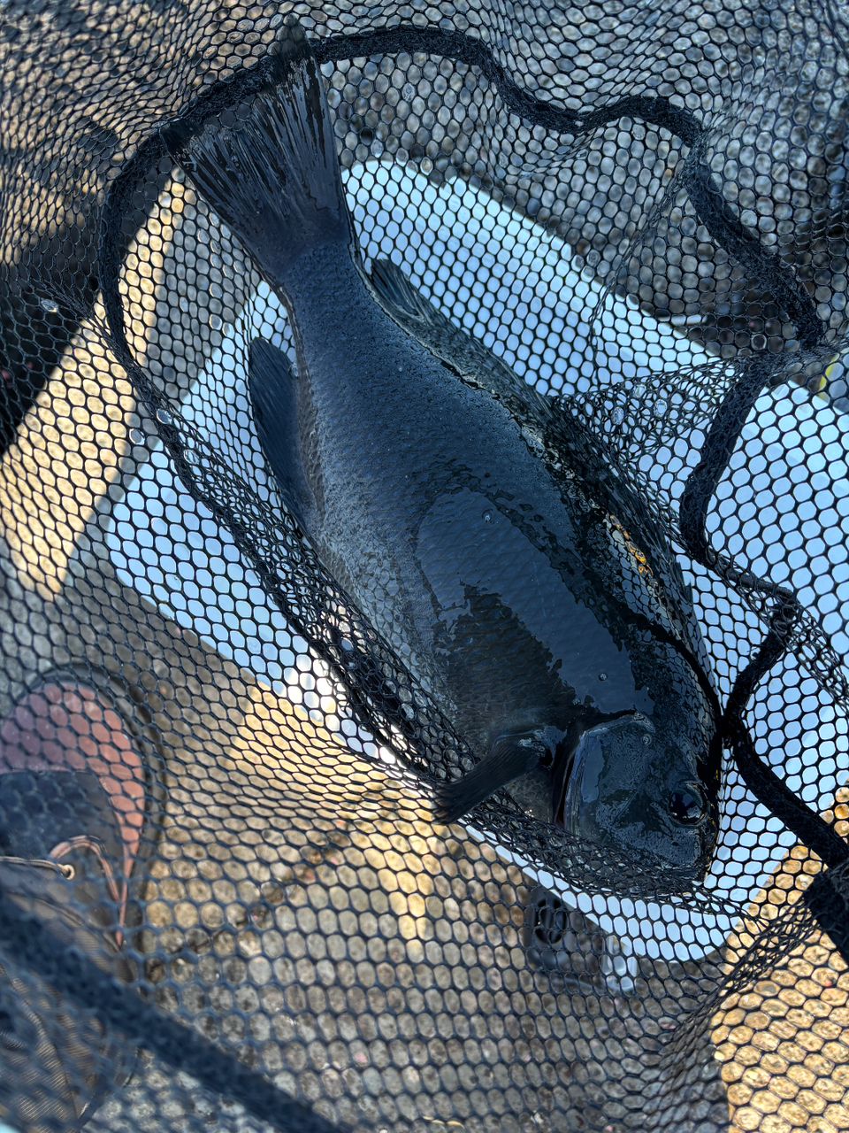 DAIWA 20アストロン 磯 グレイト EX 1.35号/イエロー/150mの最安値