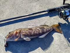 アイナメの釣果