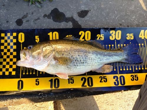 ラージマウスバスの釣果