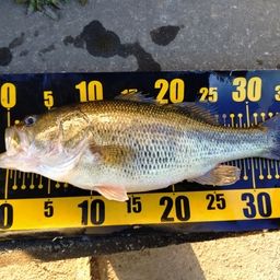 ラージマウスバス