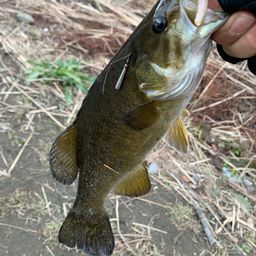 スモールマウスバス