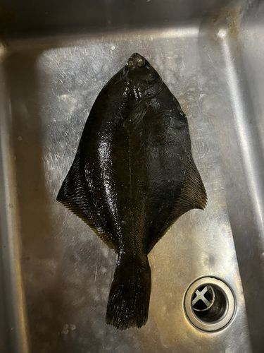 マコガレイの釣果