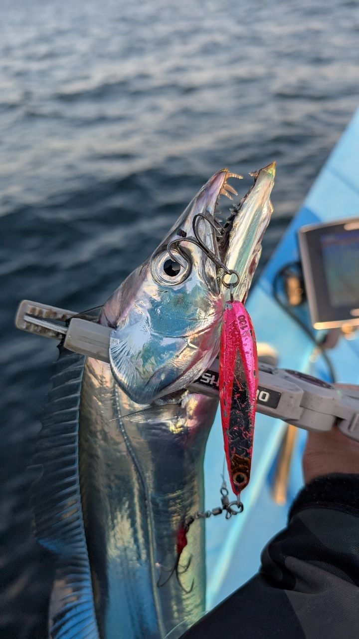 おざくんさんの釣果 2枚目の画像