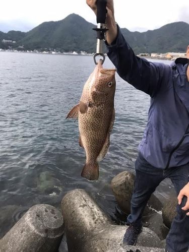 オオモンハタの釣果