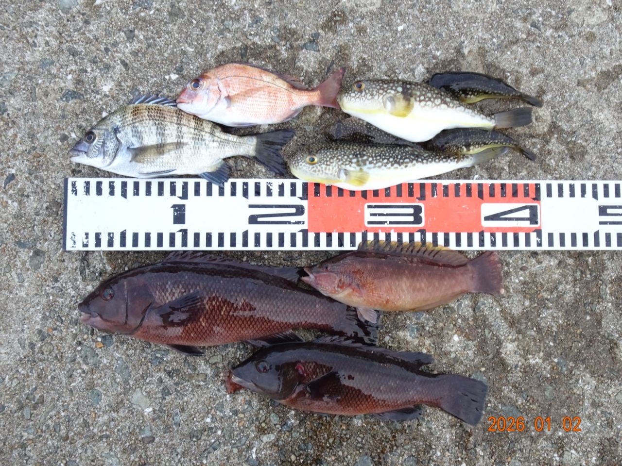 SHIMANO 鱗海 AX 2019年モデルの最安値・インプレ・釣果 | 本音の