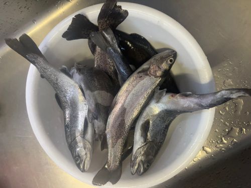 ニジマスの釣果