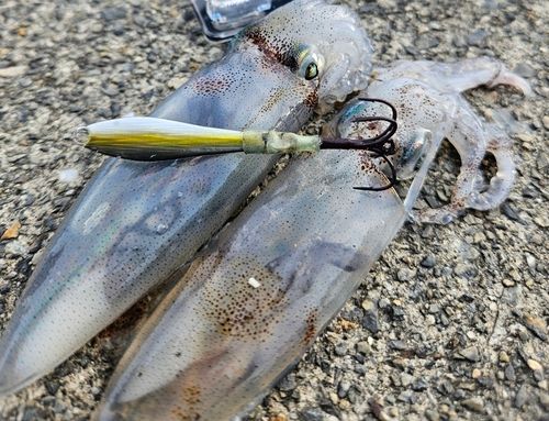 ヒイカの釣果