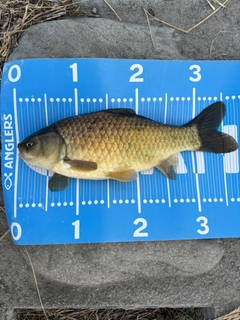フナの釣果