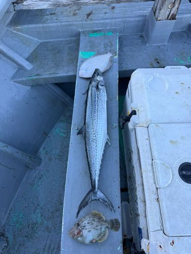 サワラの釣果
